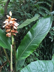 Alpinia uraiensis