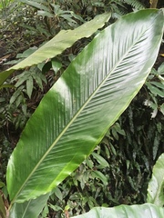 Alpinia uraiensis