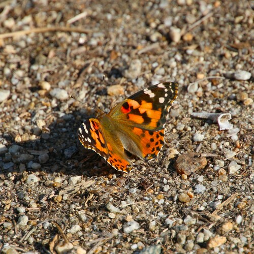 iNaturalist observation photo of Painted Lady