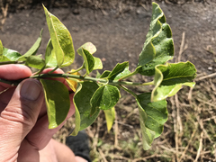 Vincetoxicum cordatum