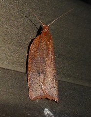 Planotortrix