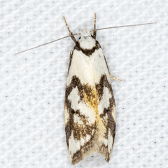 Cosmaresta anarrecta