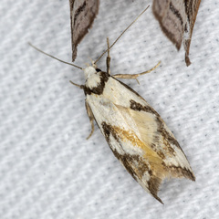 Cosmaresta anarrecta