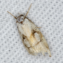 Cosmaresta anarrecta