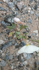 Oenothera deltoides