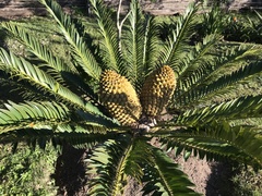 Encephalartos altensteinii