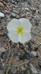 Oenothera deltoides