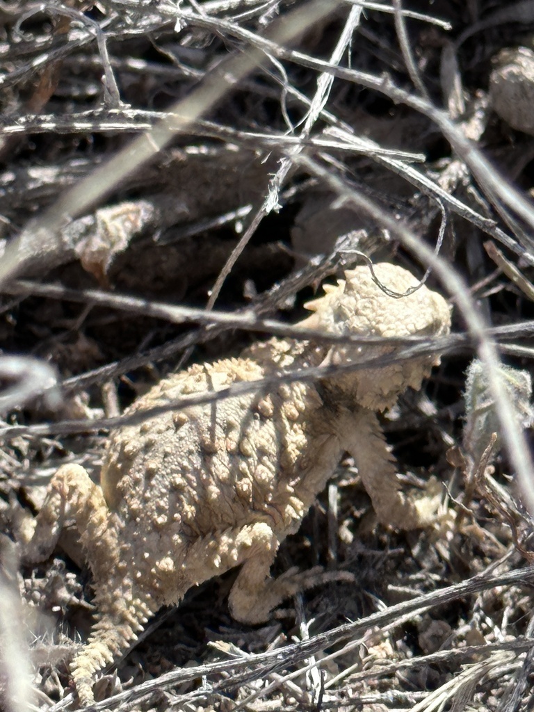 Desert Horned Lizard from Joshua Tree National Park, Joshua Tree, CA ...