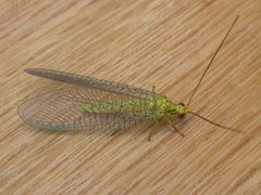 Calochrysa extranea