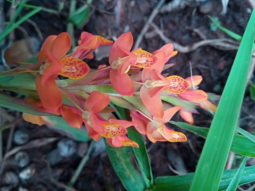 Disa incarnata image