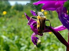 Brachyta interrogationis