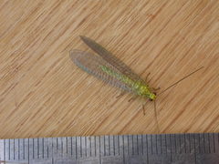 Calochrysa extranea