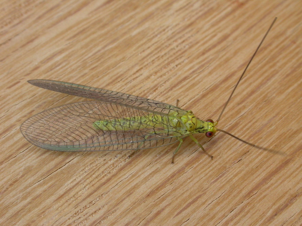 Calochrysa