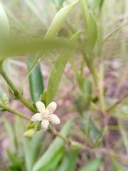 Tricalysia cryptocalyx