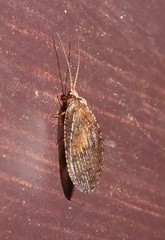 Wesmaelius subnebulosus