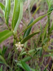 Tricalysia cryptocalyx