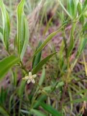 Tricalysia cryptocalyx