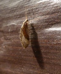 Wesmaelius subnebulosus