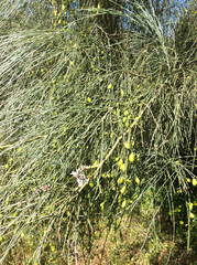 Retama monosperma