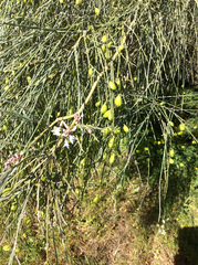 Retama monosperma