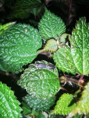 Emeia pseudosauteri