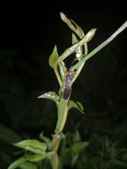 Emeia pseudosauteri