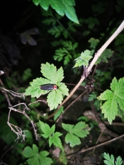 Emeia pseudosauteri