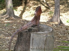 Chlamydosaurus kingii