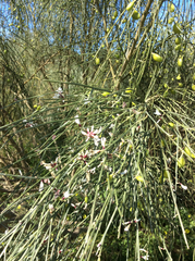 Retama monosperma