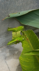 Orthoptera
