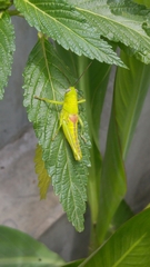 Orthoptera