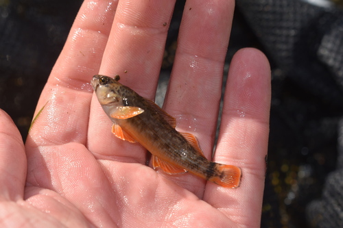 Orangefin darter (Etheostoma bellum) — Percidae