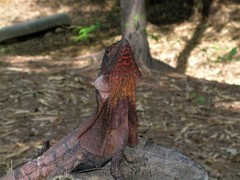 Chlamydosaurus kingii