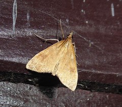 Mnesictena flavidalis