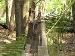 Chlamydosaurus kingii