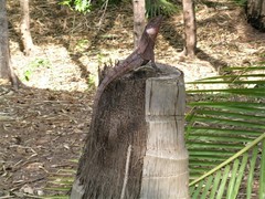 Chlamydosaurus kingii