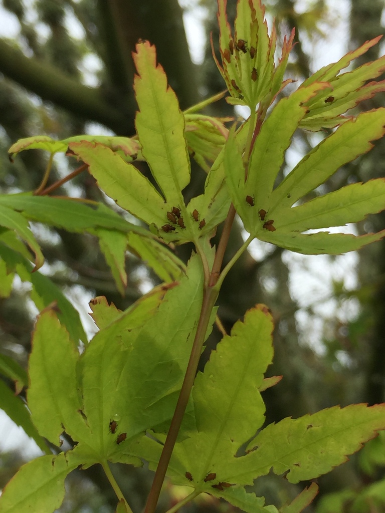 Periphyllus from Auckland, New Zealand on October 10, 2023 at 1023 AM