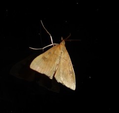 Mnesictena flavidalis