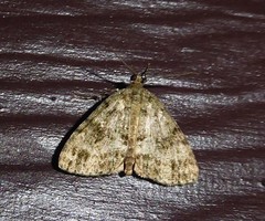 Pseudocoremia indistincta