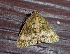 Pseudocoremia indistincta