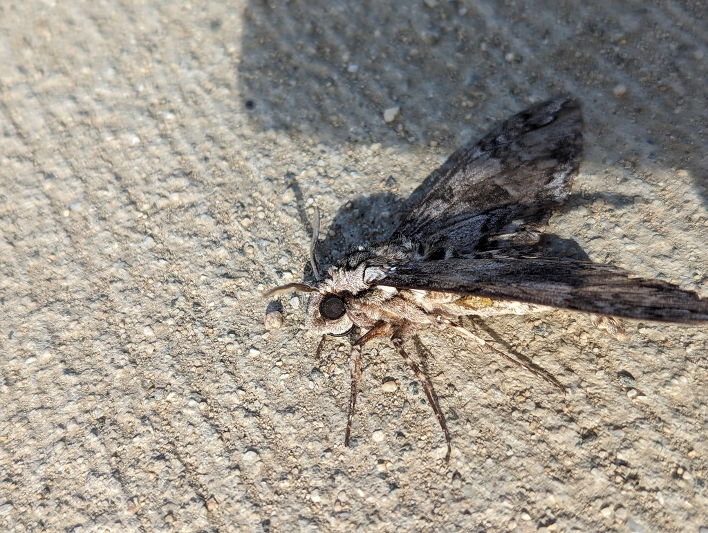 Carolina sphinx from bike path at enos on october 9 2023 at 03 59 pm