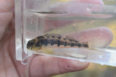 Kentucky Darter photo 4