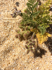 Daucus pumilus