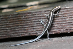 Cryptoblepharus pulcher pulcher
