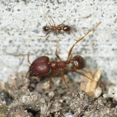 Pheidole obtusospinosa