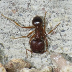 Pheidole obtusospinosa