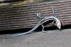 Cryptoblepharus pulcher pulcher
