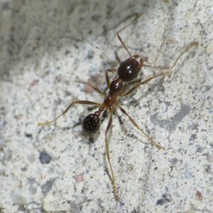 Pheidole obtusospinosa