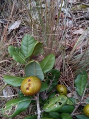 Cryptocarya crassifolia image