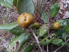 Cryptocarya crassifolia image